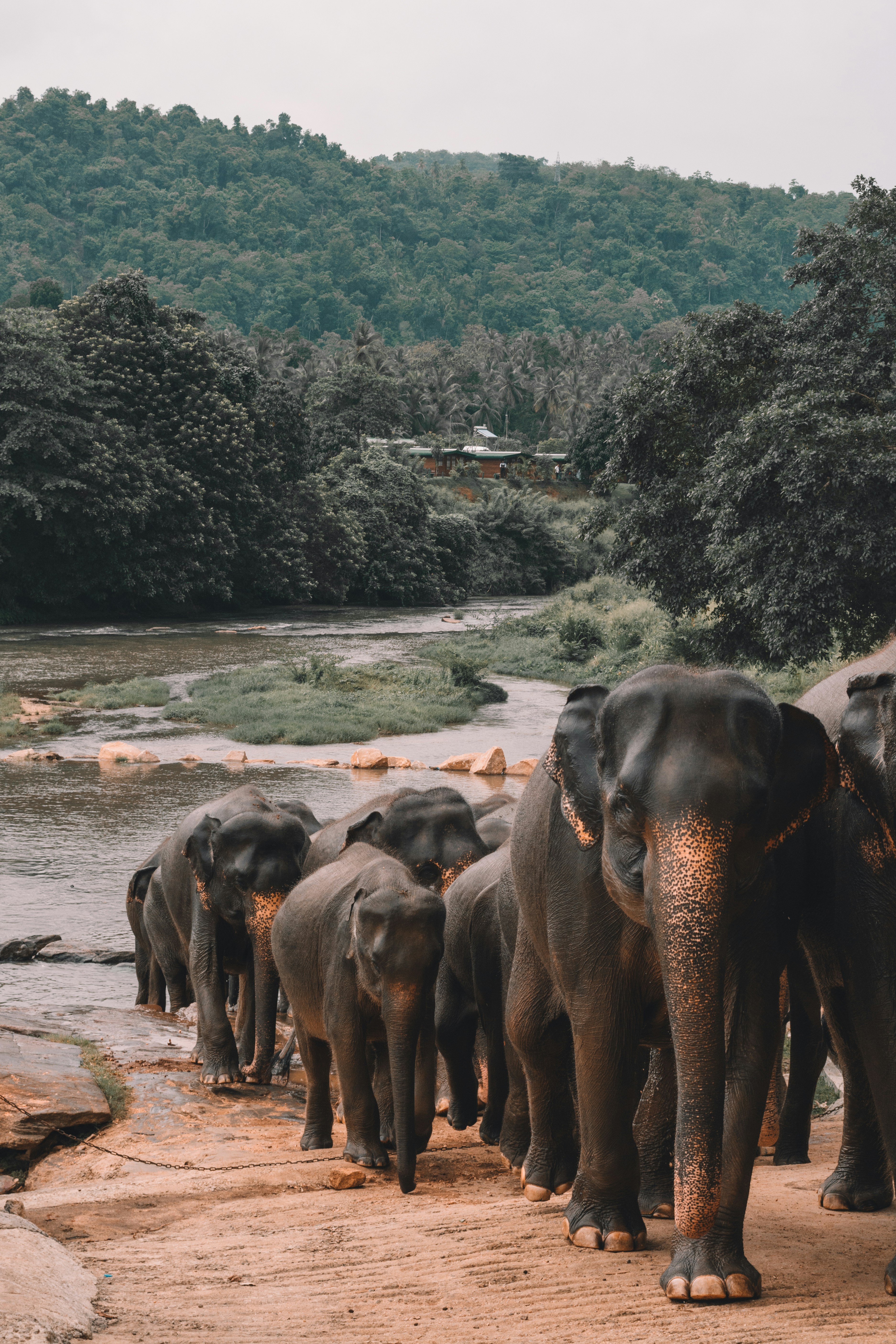 Minneriya National Park elephant gathering