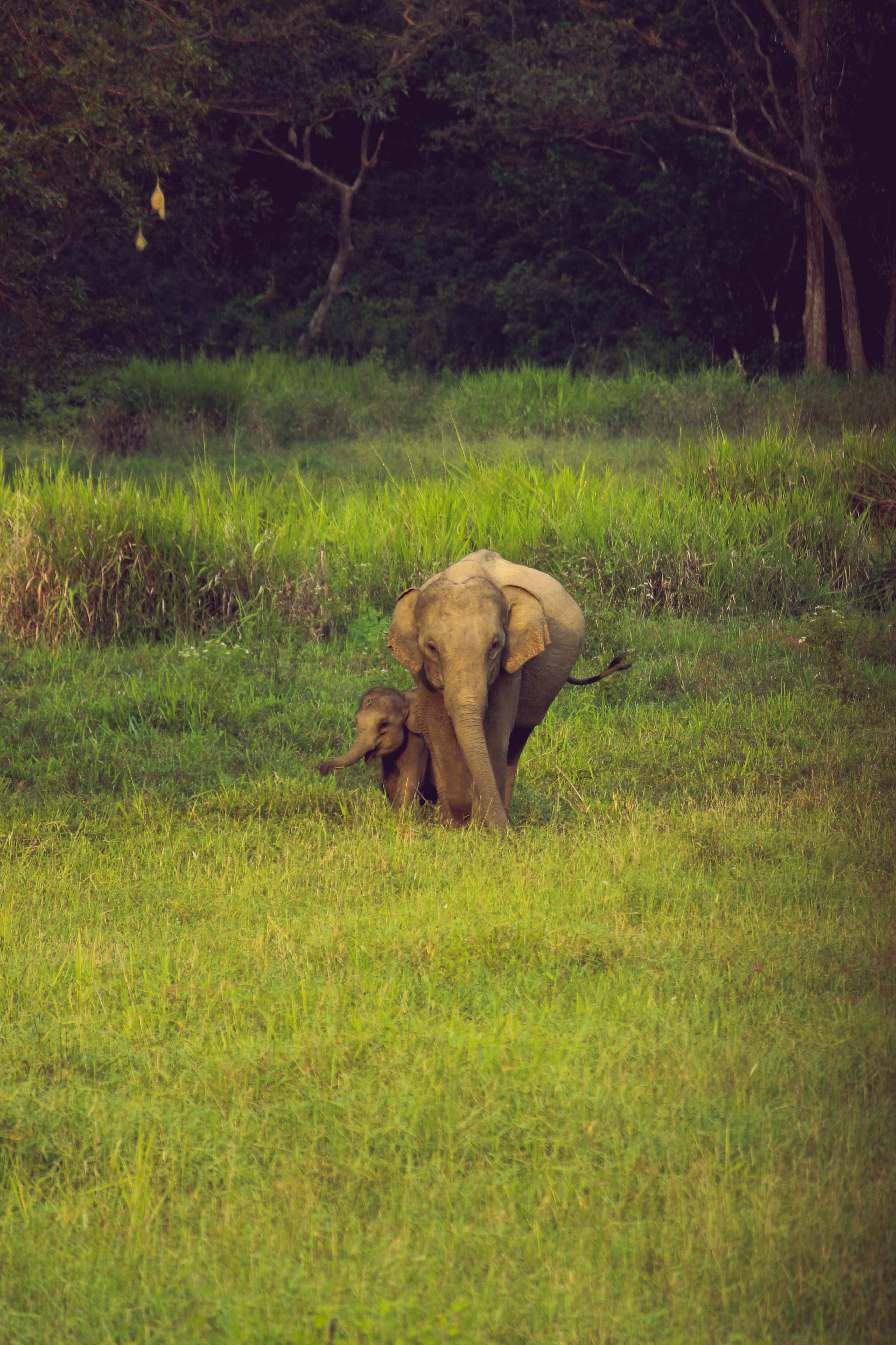 Minneriya National Park