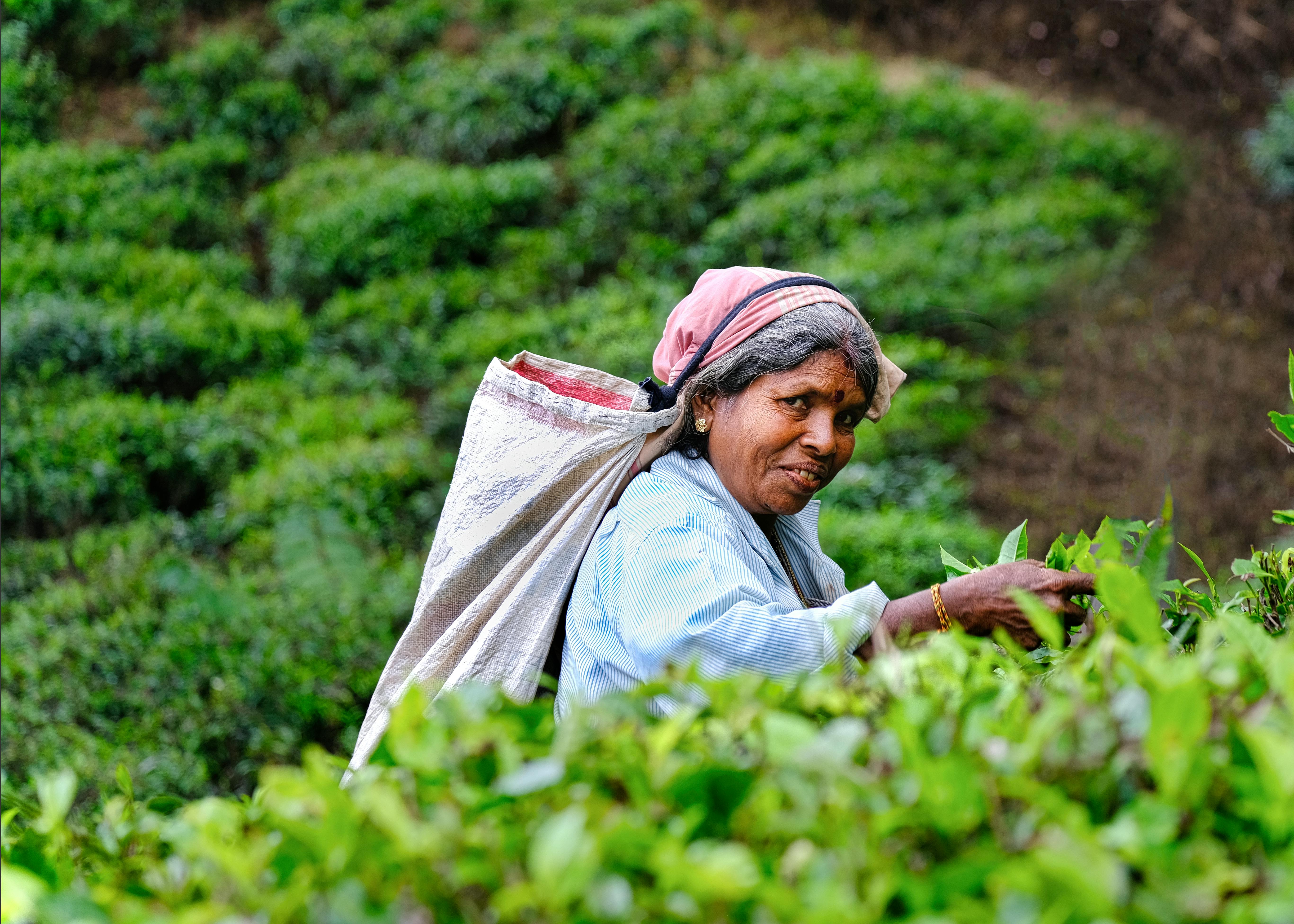 Tea plantations in Ella with couple walking hand in hand