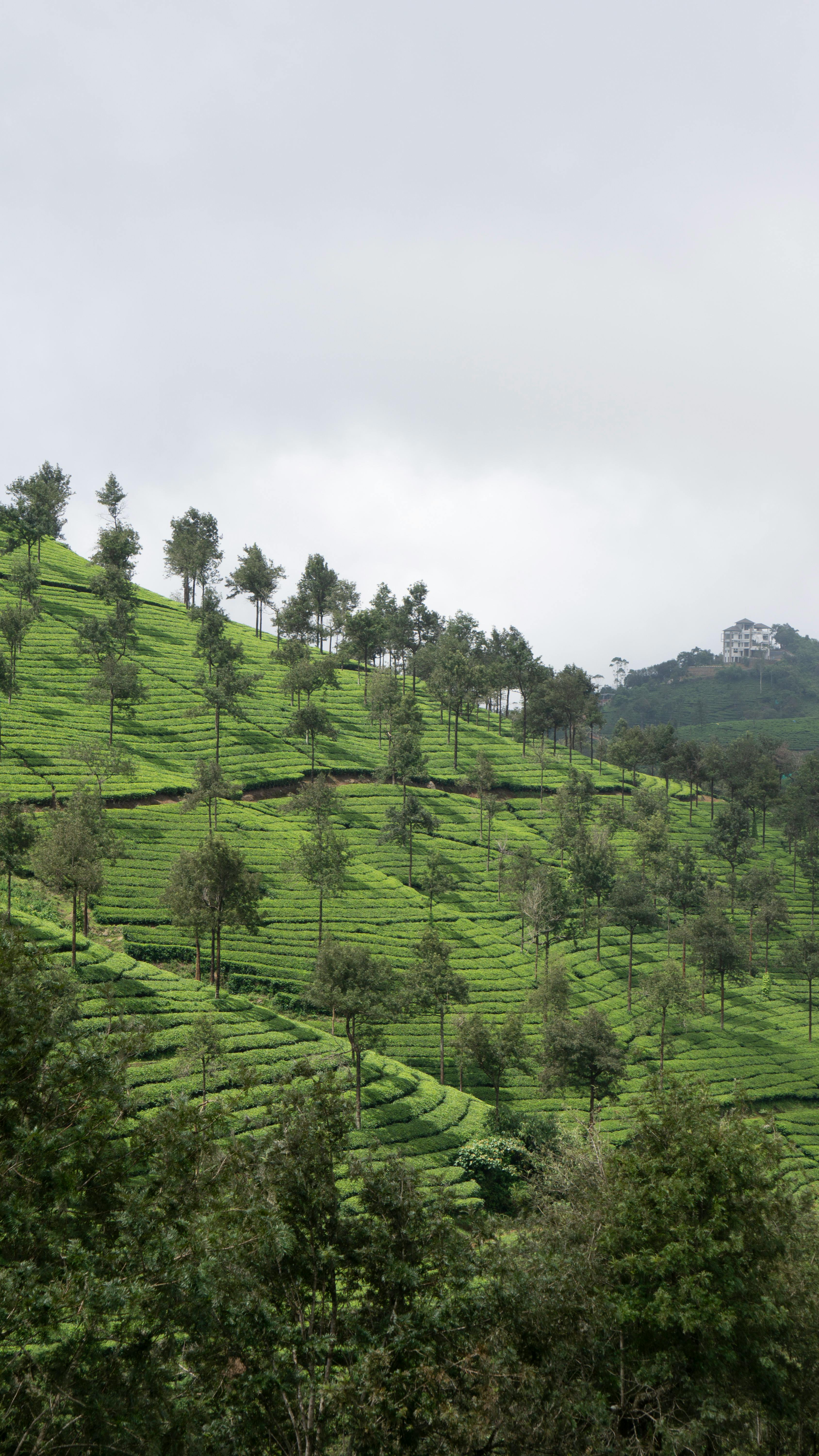 Ceylon Tea Trails Tour - Sri Lanka Tour