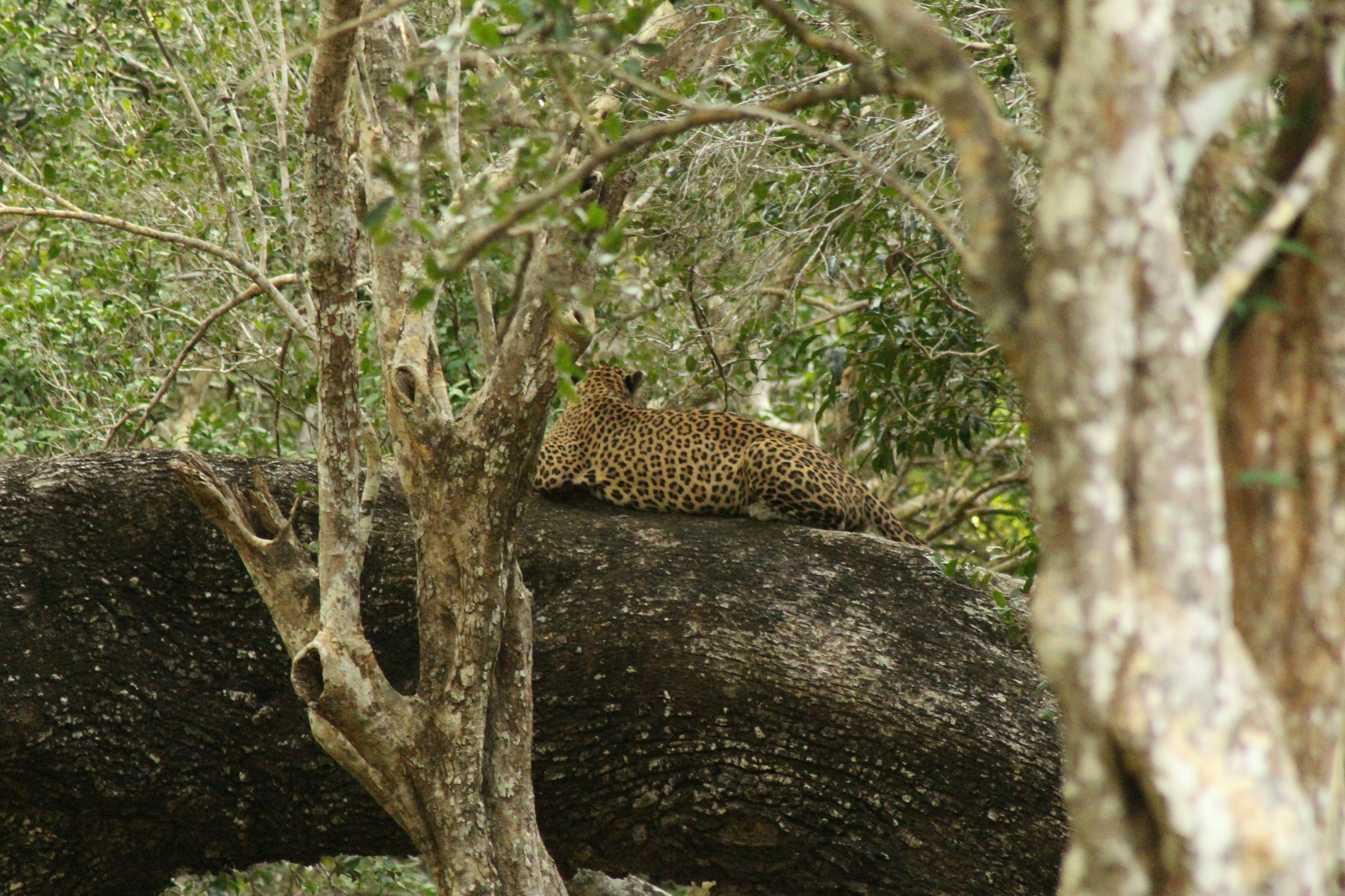 Wilpattu National Park