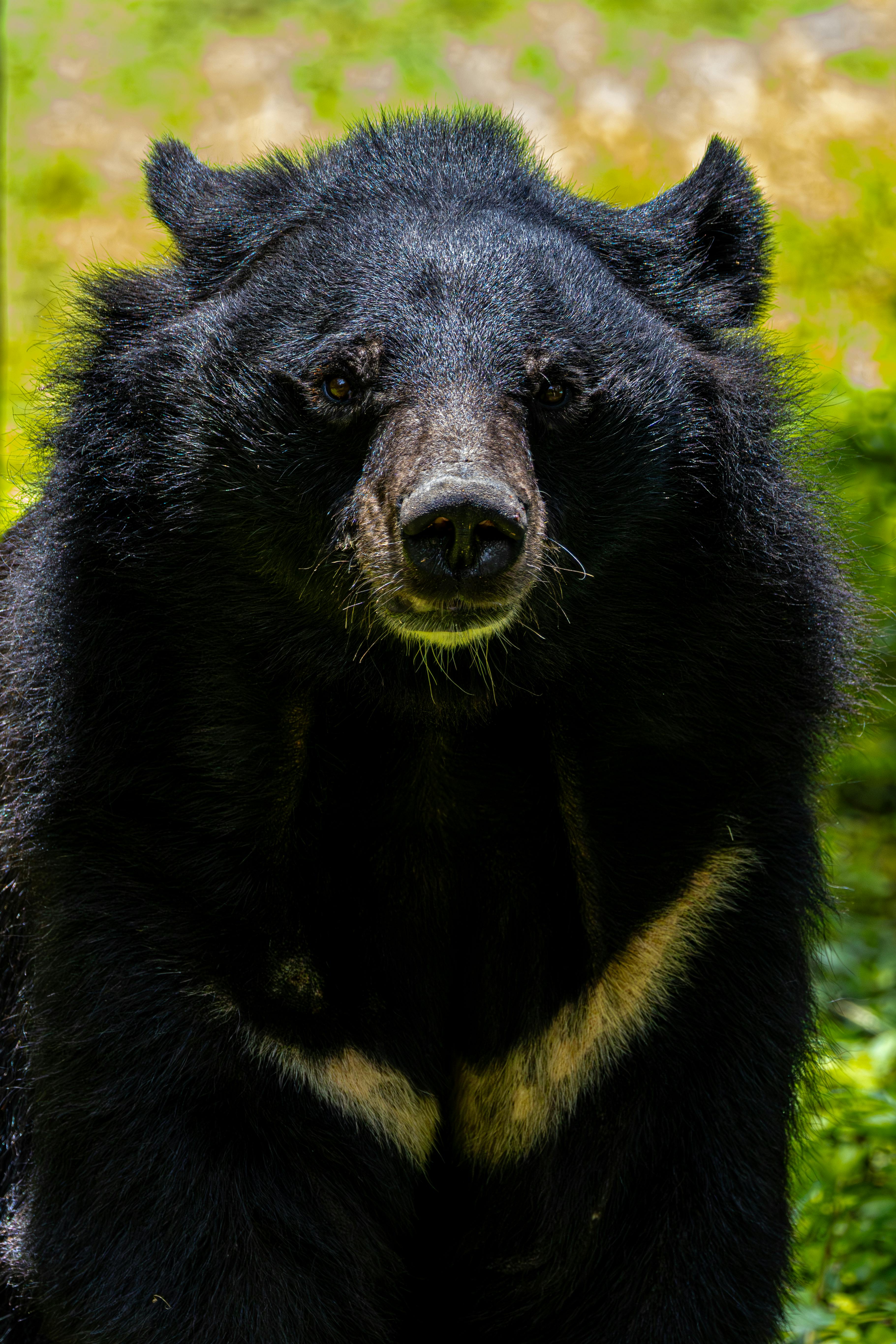 Sloth Bear